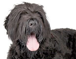 Russian Black Terrier