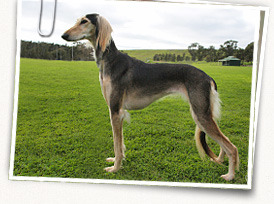 Saluki