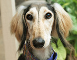 Saluki