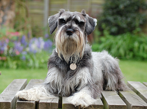 grey schnauzer