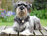 Schnauzer