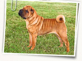 Shar Pei