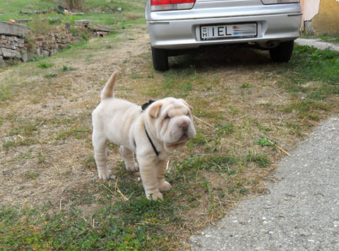 Shar Pei