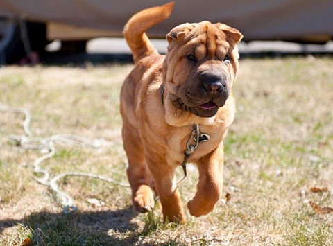 Shar Pei