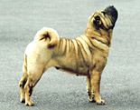 Shar Pei