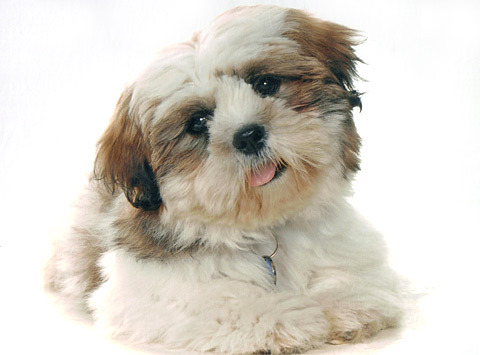 Shih tzu sales utility group