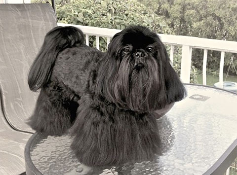 Shih Tzu