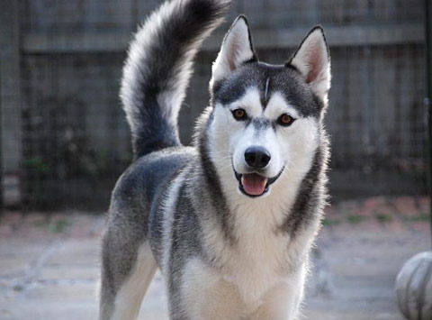 siberian husky