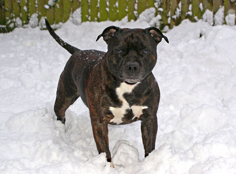 Staffordshire Bull Terrier