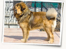 Tibetan Mastiff