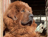 Tibetan Mastiff