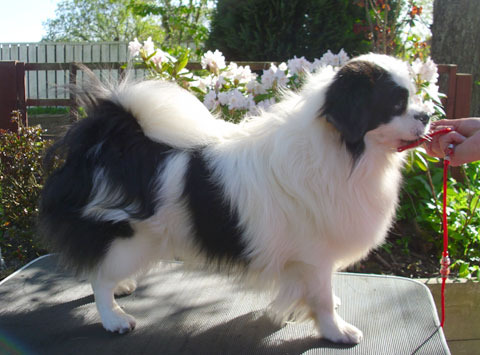 Tibetan Spaniel