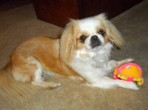 Tibetan Spaniel