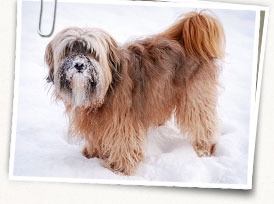 Tibetan Terrier