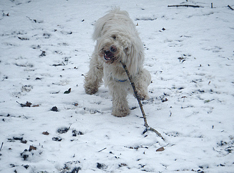 Tibetan Terrier