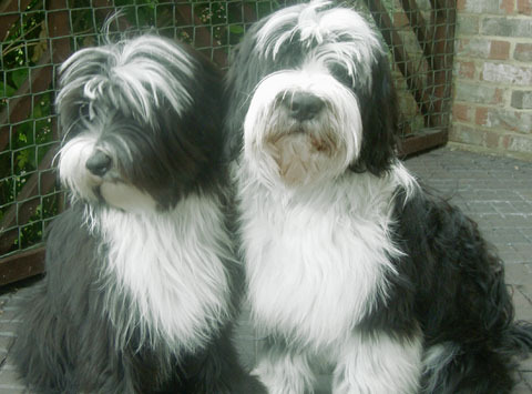 Tibetan Terrier