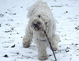 Tibetan Terrier