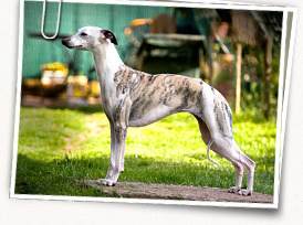 Whippet