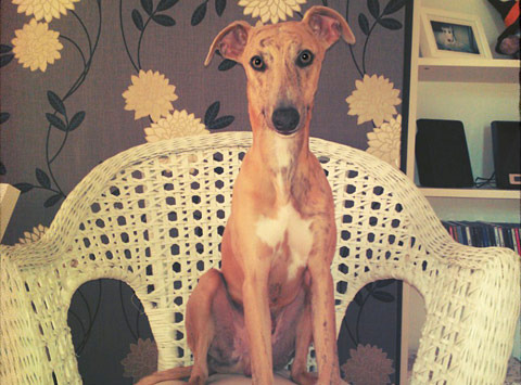 Whippet