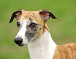 Whippet