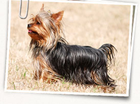 Yorkshire Terrier